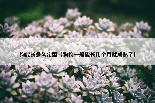 狗能长多久定型（狗狗一般能长几个月就成熟了）