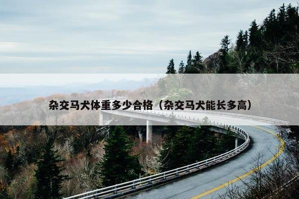 杂交马犬体重多少合格（杂交马犬能长多高）