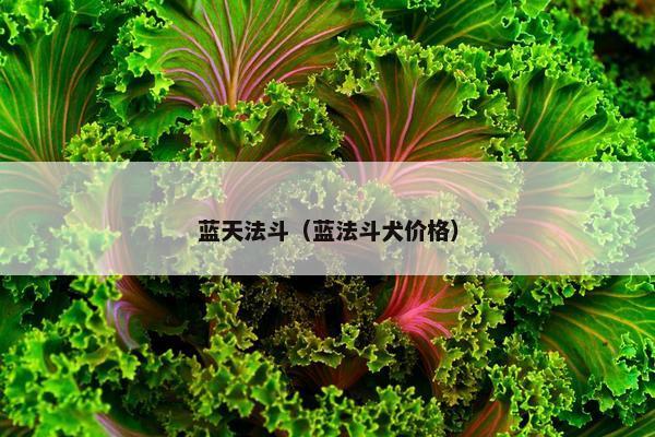 蓝天法斗（蓝法斗犬价格）