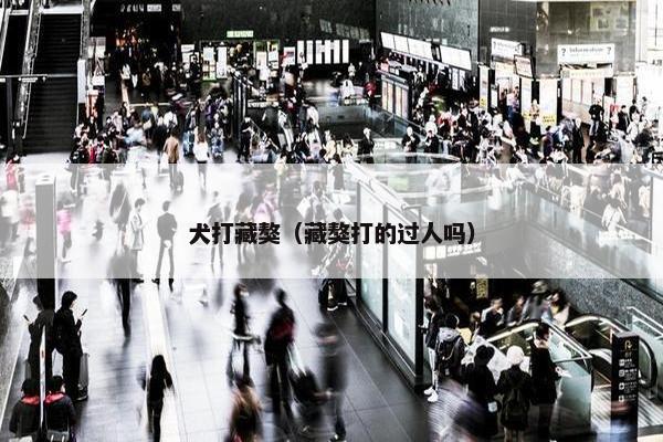 犬打藏獒（藏獒打的过人吗）