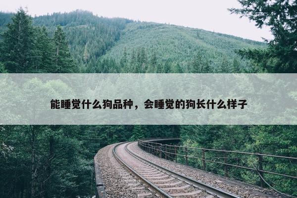 能睡觉什么狗品种，会睡觉的狗长什么样子