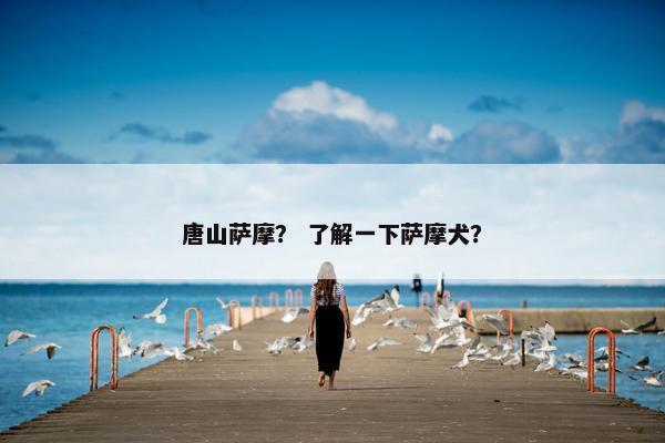 唐山萨摩？ 了解一下萨摩犬？