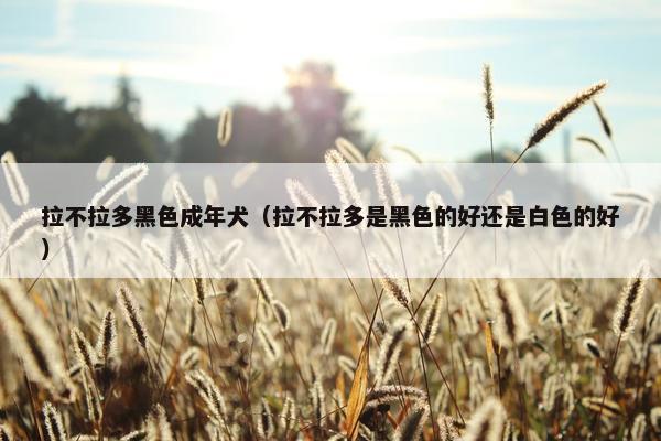 拉不拉多黑色成年犬（拉不拉多是黑色的好还是白色的好）