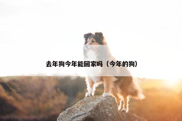 去年狗今年能回家吗（今年的狗）