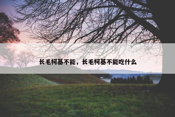 长毛柯基不能，长毛柯基不能吃什么