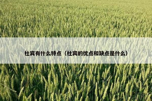 杜宾有什么特点（杜宾的优点和缺点是什么）