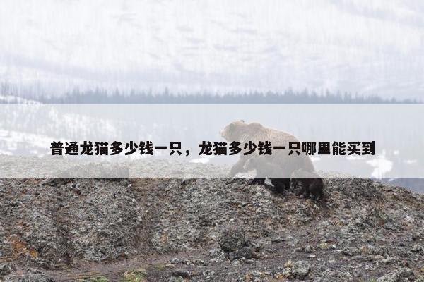普通龙猫多少钱一只，龙猫多少钱一只哪里能买到