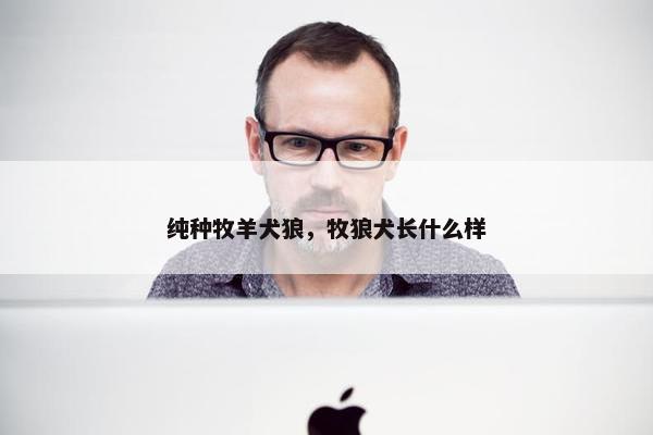 纯种牧羊犬狼，牧狼犬长什么样