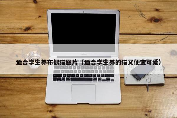 适合学生养布偶猫图片（适合学生养的猫又便宜可爱）