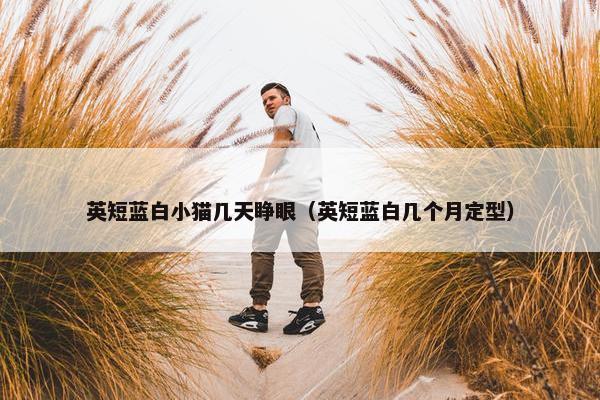 英短蓝白小猫几天睁眼（英短蓝白几个月定型）