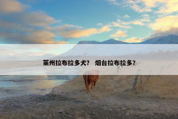 莱州拉布拉多犬？ 烟台拉布拉多？