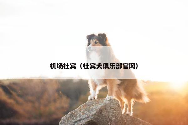 机场杜宾（杜宾犬俱乐部官网）