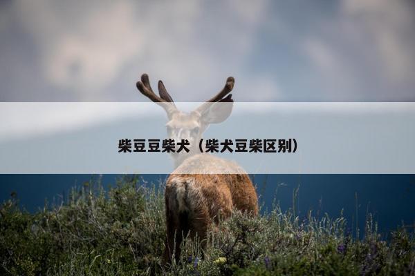 柴豆豆柴犬（柴犬豆柴区别）