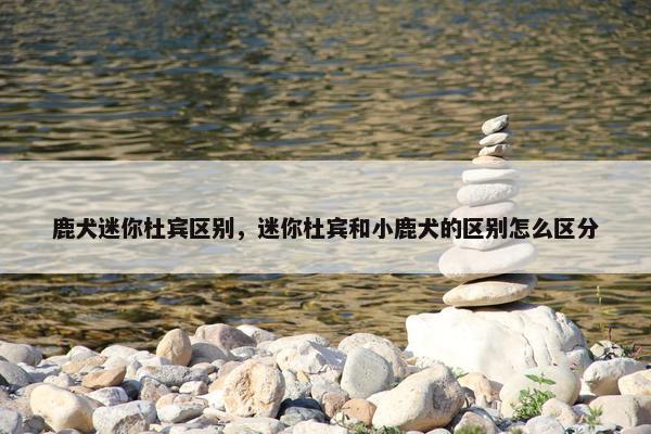鹿犬迷你杜宾区别，迷你杜宾和小鹿犬的区别怎么区分