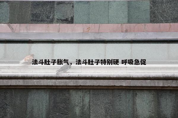 法斗肚子胀气，法斗肚子特别硬 呼吸急促