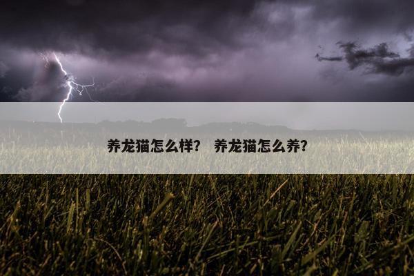 养龙猫怎么样？ 养龙猫怎么养？