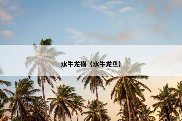 水牛龙猫（水牛龙鱼）