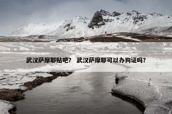 武汉萨摩耶贴吧？ 武汉萨摩耶可以办狗证吗？