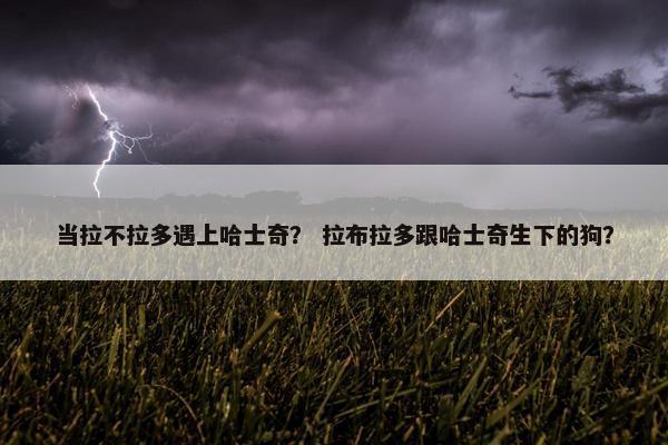 当拉不拉多遇上哈士奇？ 拉布拉多跟哈士奇生下的狗？