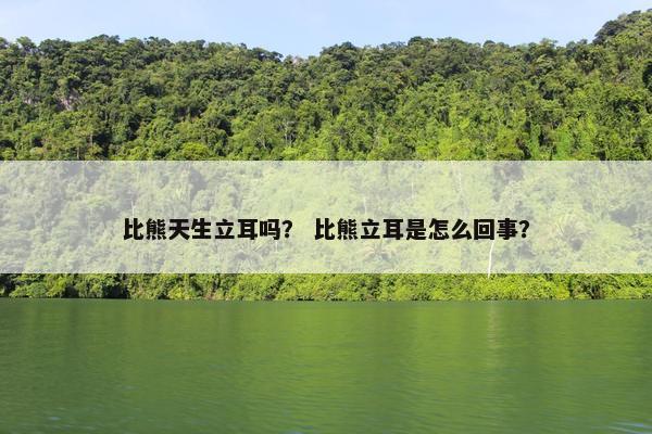比熊天生立耳吗？ 比熊立耳是怎么回事？