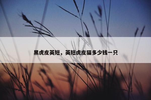 黑虎皮英短，英短虎皮猫多少钱一只