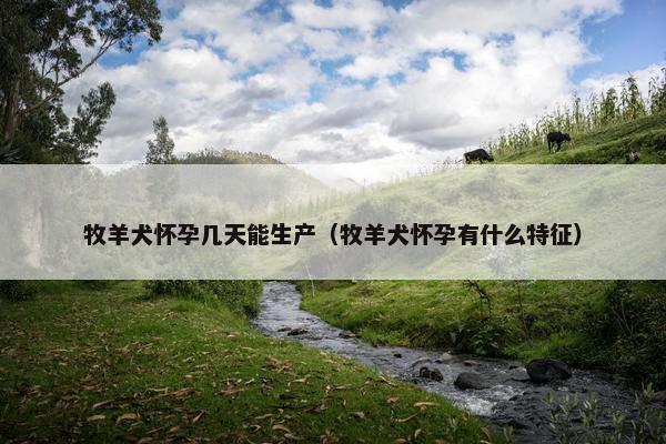 牧羊犬怀孕几天能生产（牧羊犬怀孕有什么特征）