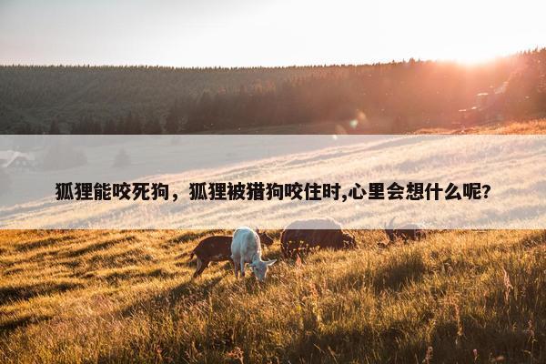 狐狸能咬死狗，狐狸被猎狗咬住时,心里会想什么呢?