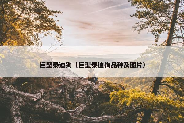 巨型泰迪狗（巨型泰迪狗品种及图片）