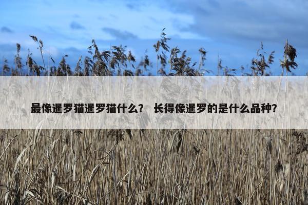 最像暹罗猫暹罗猫什么？ 长得像暹罗的是什么品种？