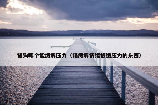 猫狗哪个能缓解压力（猫缓解情绪舒缓压力的东西）