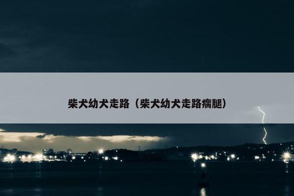 柴犬幼犬走路（柴犬幼犬走路瘸腿）