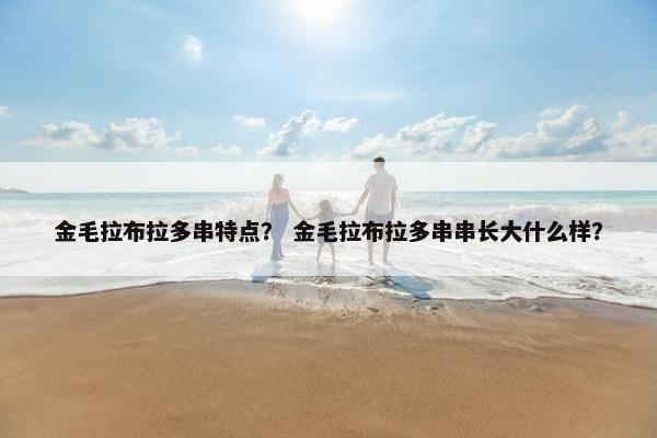 金毛拉布拉多串特点？ 金毛拉布拉多串串长大什么样？