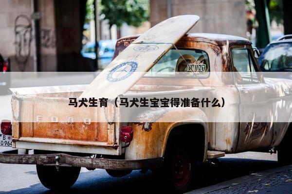 马犬生育（马犬生宝宝得准备什么）
