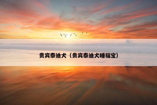 贵宾泰迪犬（贵宾泰迪犬睡福宝）