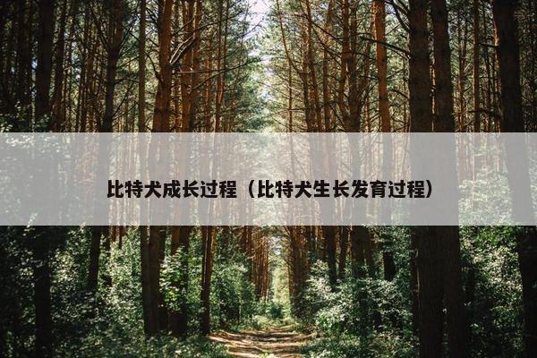 比特犬成长过程（比特犬生长发育过程）