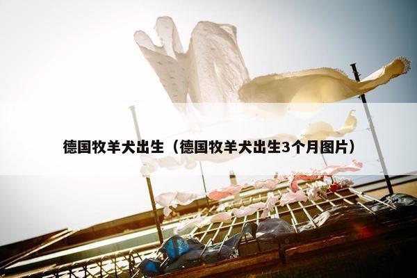 德国牧羊犬出生（德国牧羊犬出生3个月图片）