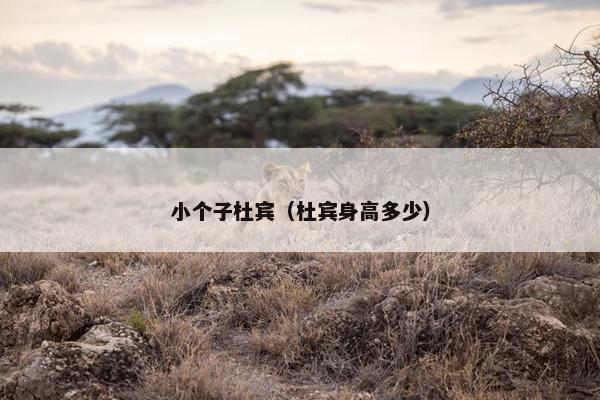 小个子杜宾（杜宾身高多少）