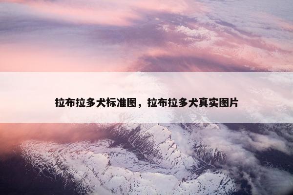 拉布拉多犬标准图，拉布拉多犬真实图片