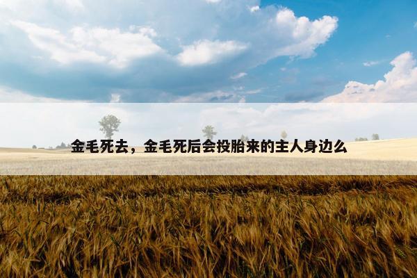 金毛死去，金毛死后会投胎来的主人身边么