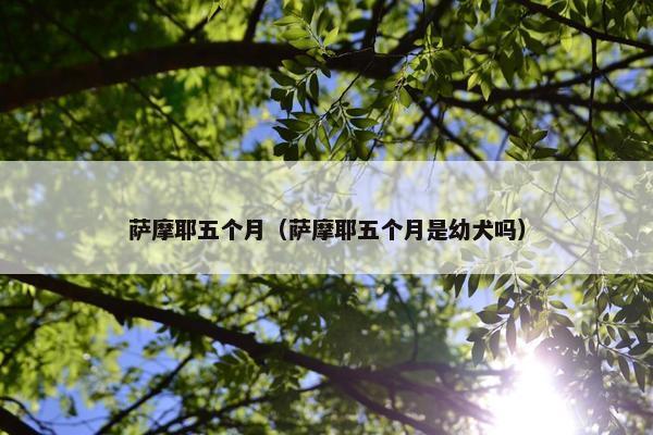 萨摩耶五个月（萨摩耶五个月是幼犬吗）