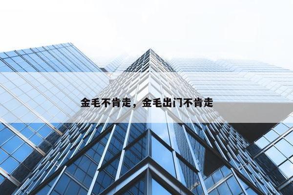金毛不肯走，金毛出门不肯走