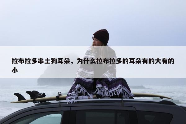 拉布拉多串土狗耳朵，为什么拉布拉多的耳朵有的大有的小