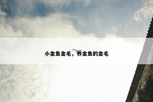 小金鱼金毛，养金鱼的金毛