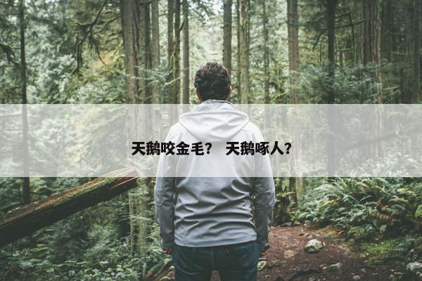 天鹅咬金毛？ 天鹅啄人？