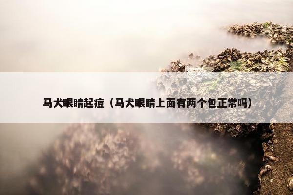 马犬眼睛起痘（马犬眼睛上面有两个包正常吗）