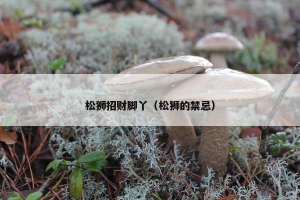 松狮招财脚丫（松狮的禁忌）