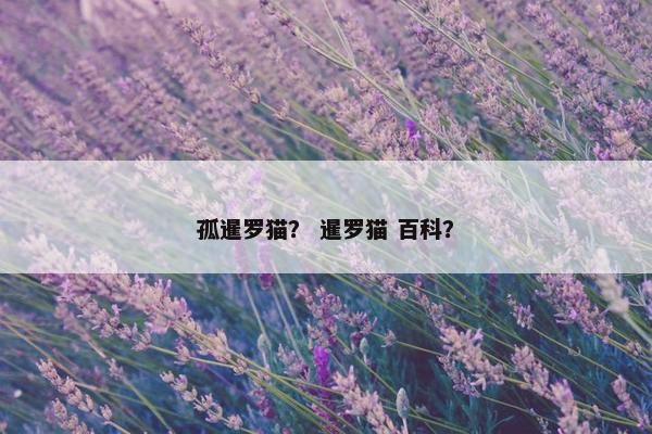 孤暹罗猫？ 暹罗猫 百科？