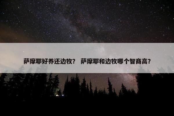 萨摩耶好养还边牧？ 萨摩耶和边牧哪个智商高？