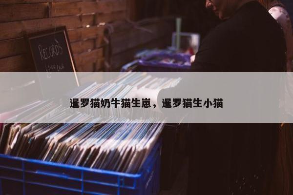 暹罗猫奶牛猫生崽，暹罗猫生小猫