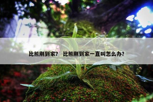 比熊刚到家？ 比熊刚到家一直叫怎么办？